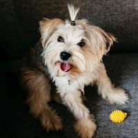 Lebensfroher Oskar sucht seine Familie, Hund zur Adoption