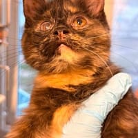 Fussel, Katze zur Adoption