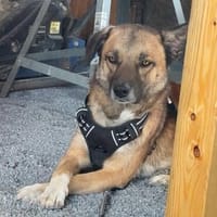 Vito - neues Zuhause gesucht!, Hund zur Adoption