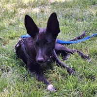 Welpenjunge JUNO, Hund zur Adoption