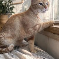 Artur Freundlicher Kater sucht harmonische Familie, Kater zur Adoption