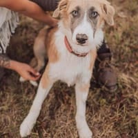 Kuma wartet in 61440 Oberursel auf dich., Hündin zur Adoption