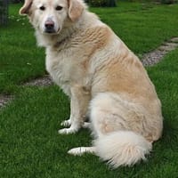 Kira  tolle Hündin mit Charakter sucht ihr Zuhause, Hündin zur Adoption