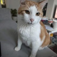 Mogli sucht sein Für-immer-Zuhause, Kater zur Adoption