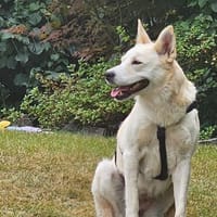 Bianca, Hündin zur Adoption