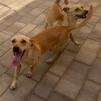 Lago und Lucy beide m ~ 9 Monate, Hund zur Adoption