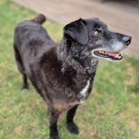 Pepe  ein Seelentröster, ein Begleiter, Hund zur Adoption