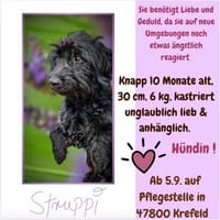 💕Die kleine Struppi 💕 sucht ihr Zuhause, Hündin zur Adoption