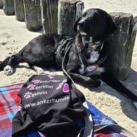 Joschi sucht seine Familie für immer, Hund zur Adoption