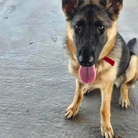 Bella - Schatz sucht Für-Immer-Familie, Hündin zur Adoption