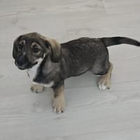 Taro - kleiner Mann sucht neuen Wirkungskreis, Hund zur Adoption