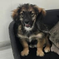 Toni - Körbchen zum Träumen gesucht, Hund zur Adoption