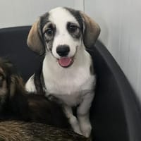 Theo - wessen Herz darf ich erobern?, Hund zur Adoption