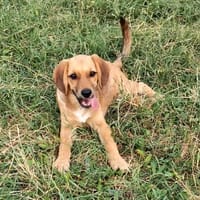 Milla - Körbchen zum Träumen gesucht, Hündin zur Adoption