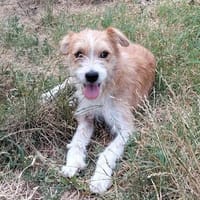 Chiko - junger Mann sucht Familienanschluss, Hund zur Adoption