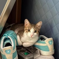Katze Sara sucht ein Zuhause, Katze zur Adoption