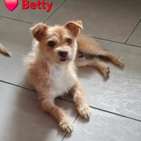 Betty - eine süße Hundedame, Hündin zur Adoption
