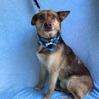 freundlicher Rüde sucht Herzensmensch, Hund zur Adoption