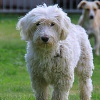 Dobby  sucht Menschen mit Hundeerfahrung, Hund zur Adoption
