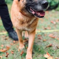 süßer Teddybär sucht Familie zum glücklich sein, Hund zur Adoption
