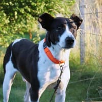 Jack - kleiner Pirat auf vier Pfoten, Hund zur Adoption