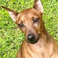 Kluger Andrew sucht eine Familie, die mit ihm beschäftigen m, Hund zur Adoption