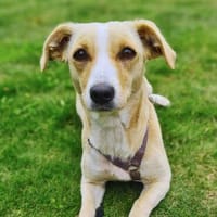 Ela - Sanft, sensibel und liebenswert, Hündin zur Adoption