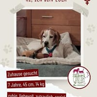 Lola sucht ein Zuhause, Hündin zur Adoption