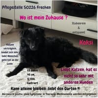 Koksi sucht seine Menschen🐾, Hund zur Adoption