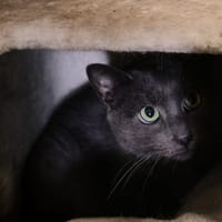 TOFU, chat à adopter