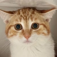 ASMARRA, chatte à adopter