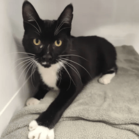 SULTAN, chat à adopter
