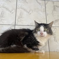 Lol, chat à adopter