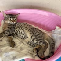 BOLT, chat à adopter