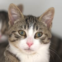 CHARLY, chat à adopter