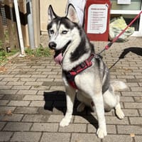 TAIKO, chien à adopter