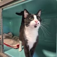 FELIX, chat à adopter