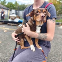 REX VAA, chien à adopter