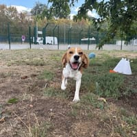 WOODY, chien à adopter