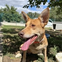 bella, chienne à adopter