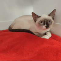 TATAKI, chat à adopter