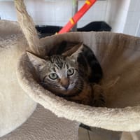 BUZZ, chat à adopter