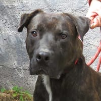 RACKHAN, chien à adopter
