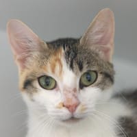 LILI, chatte à adopter