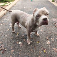 KIARA VAA, chienne à adopter