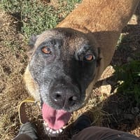 Nazca, chienne à adopter
