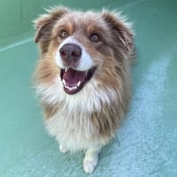 Pago, chien à adopter