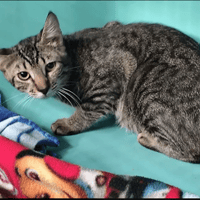 STAN, chat à adopter