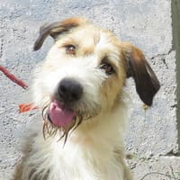 BEETHOVEN, chien à adopter