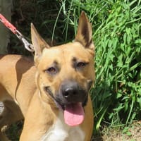EIKA, chienne à adopter